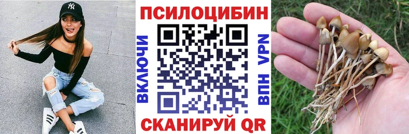 Купить где  Елабуга  Псилоцибиновые грибы Psilocybe 